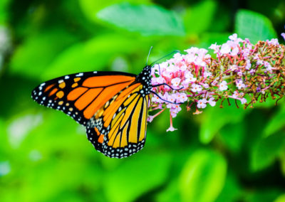 Monarch photo