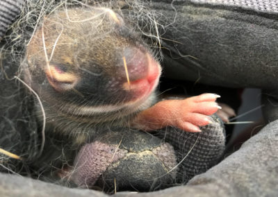 Baby Rabbit photo