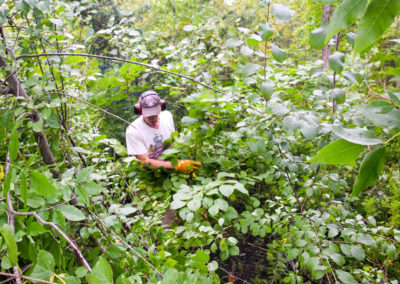 Buckthorn Removal photo