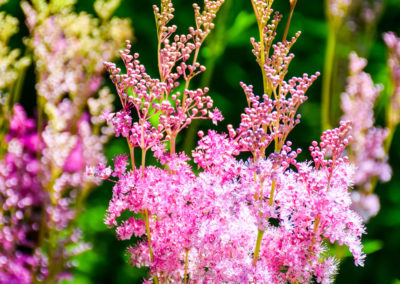 Queen of the Prairie photo