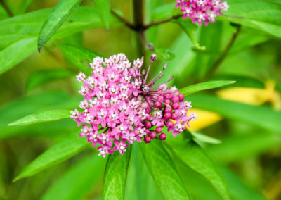 Rose Milkweed photo