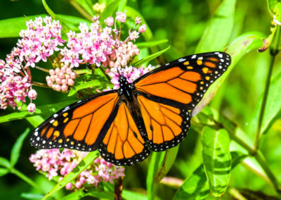 Male Monarch photo