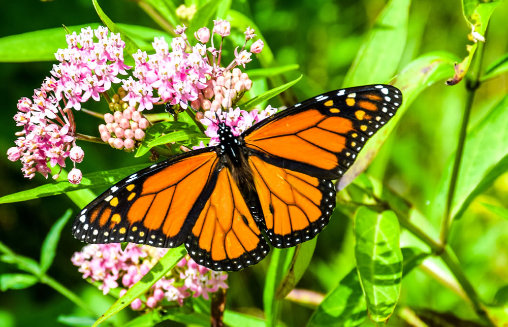 Male Monarch photo