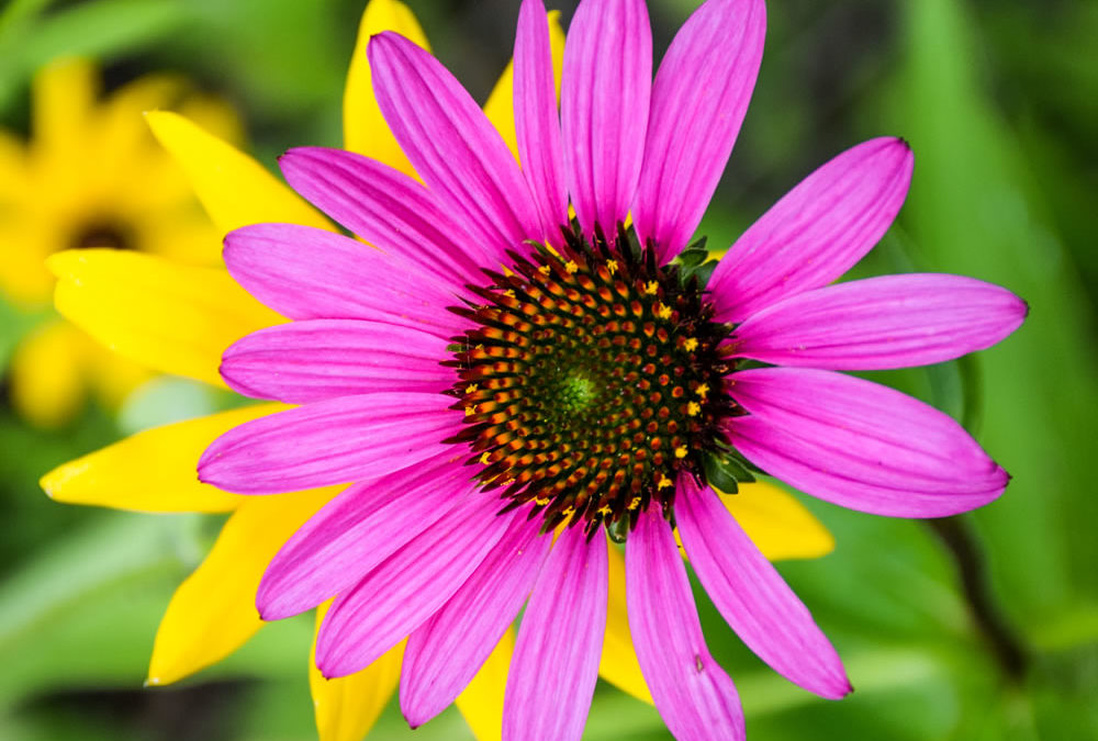 Purple Cone Flower photo