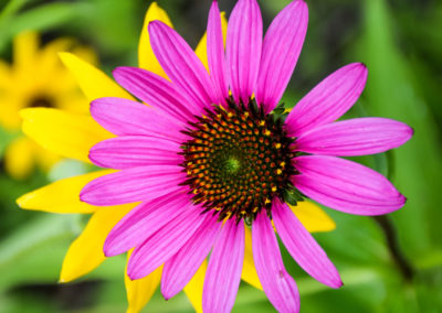 Purple Cone Flower photo