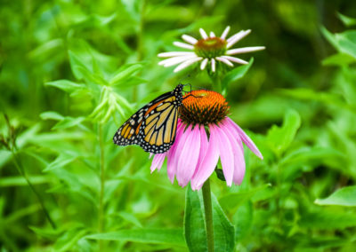 Monarch eating nektar photo