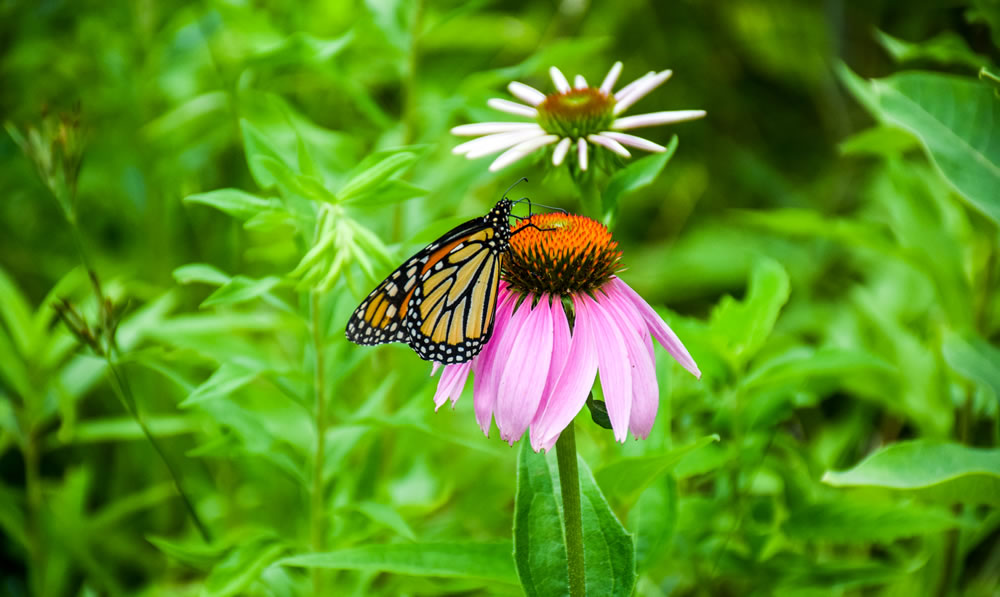 Monarch eating nektar photo