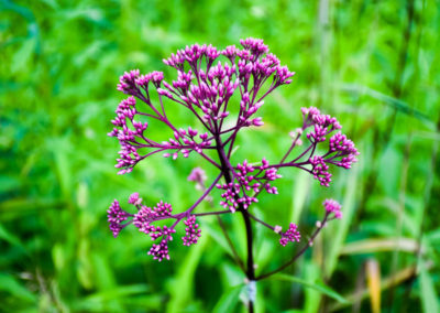 Joe Pye Weed photo