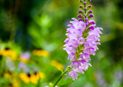 Obedient Plant photo