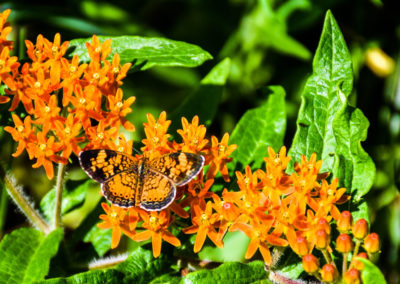 Northern or Pearl Crescent Butterfly photo