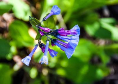 Virginia Bluebell photo