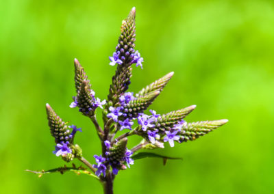 Blue Vervain photo