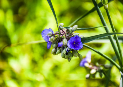 Spiderwort photo