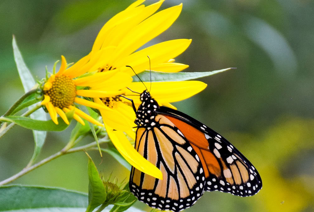 Orange Migrants