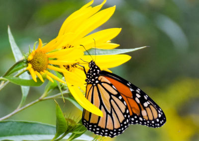 Monarch photo