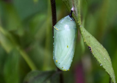 Chrysalis photo