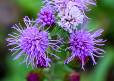 Liatris photo