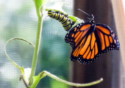 Hatchery photo