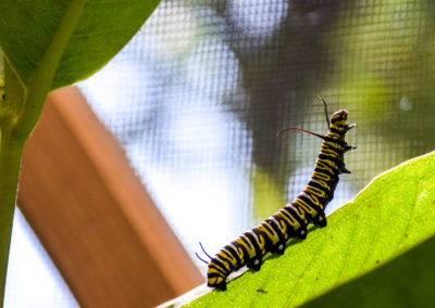 Monarch Caterpillar photo