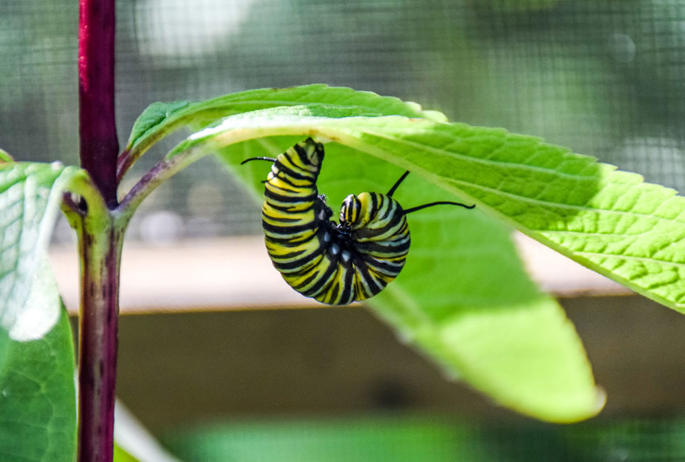 Caterpillar photo