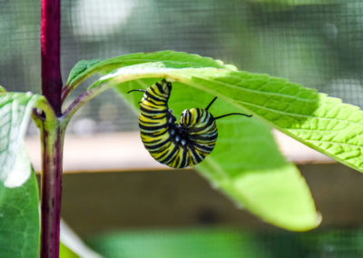 Caterpillar photo