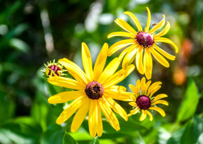 Yellow Cone Flower photo