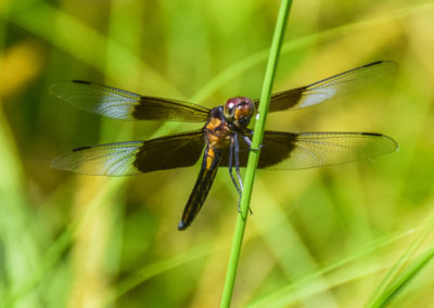 Dragonfly photo