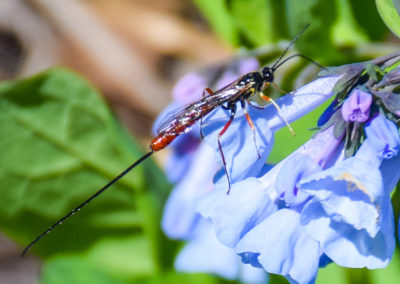 Ichneumon Wasp photo