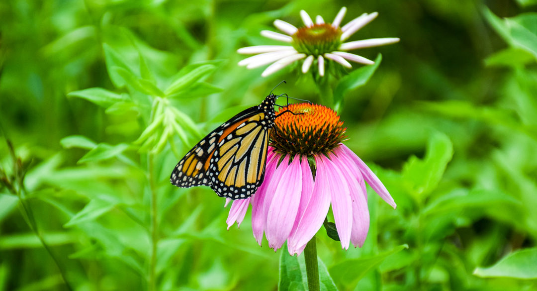 Monarch Hatchery photo