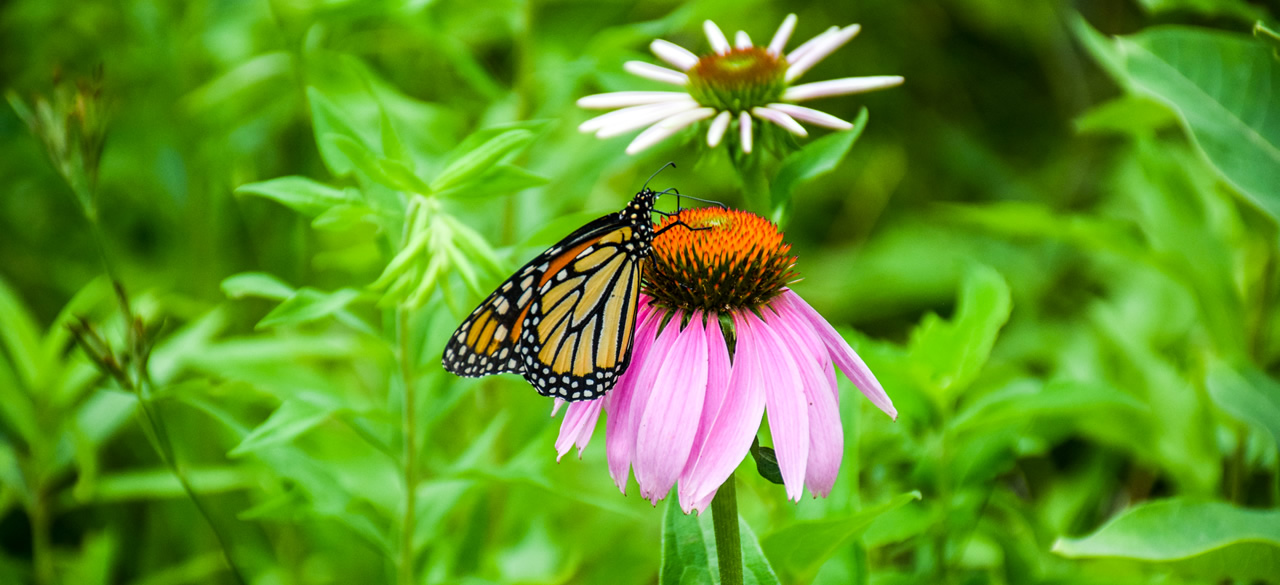 Monarch Hatchery photo