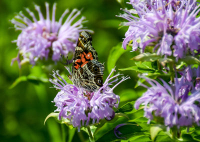 Painted Lady Butterfly photo