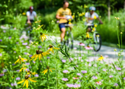 Flowers n trail photo