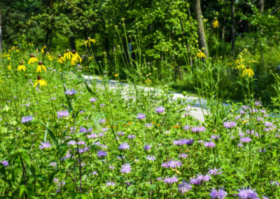 Flowers along trail photo