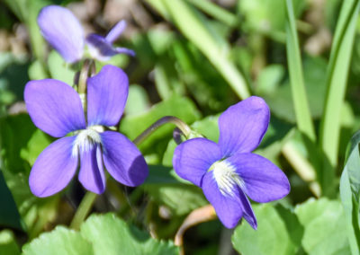 Violet flower photo