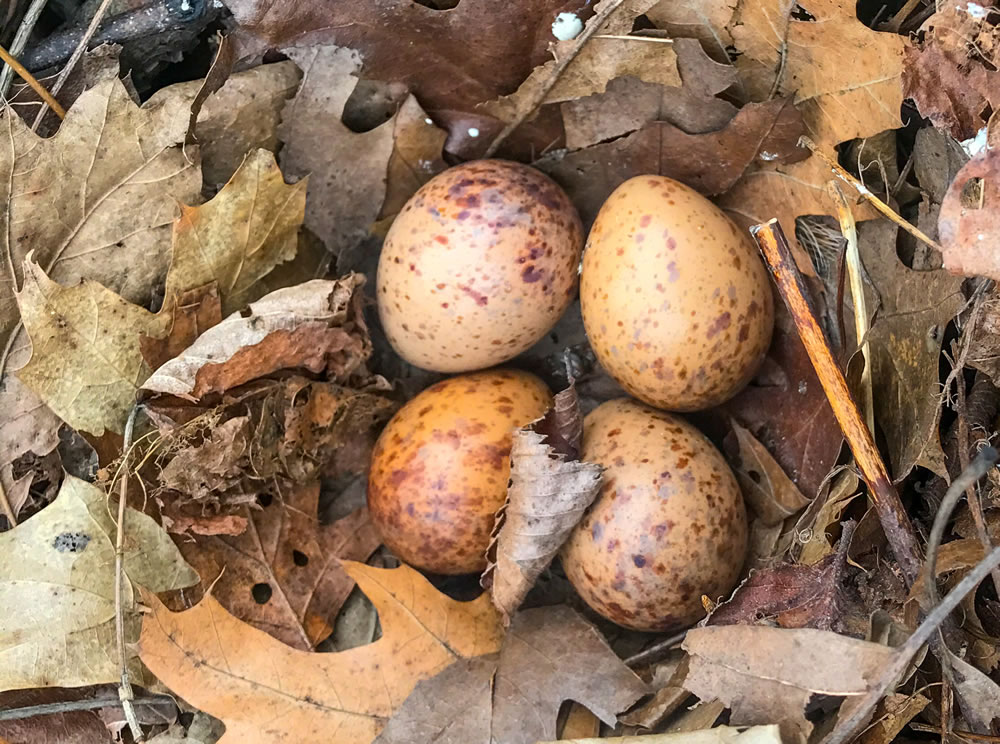 Woodcock Eggs photo