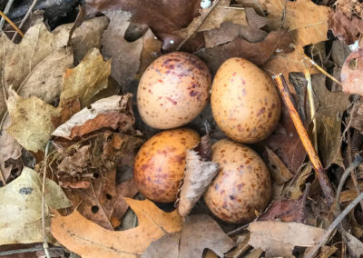 Woodcock Eggs photo