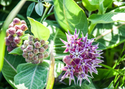 Common Milkweed photo