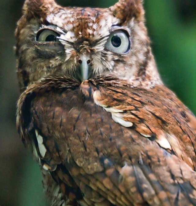 Screech Owl photo