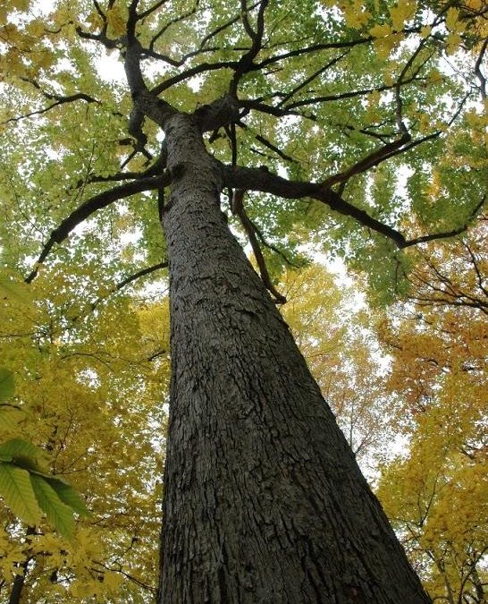 Trees Sweat