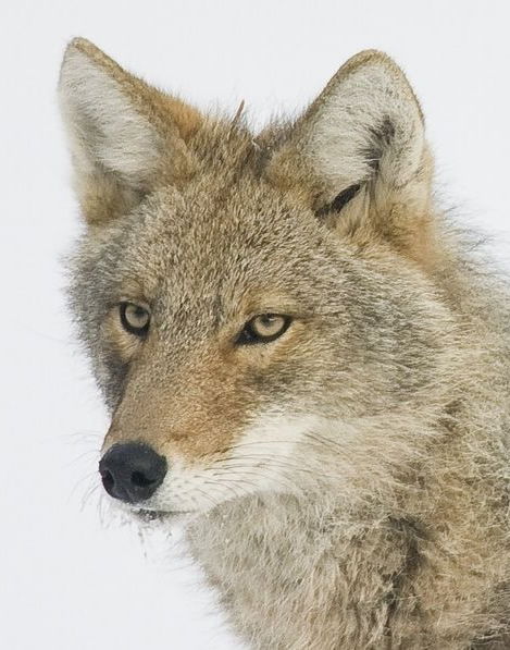 Coyote