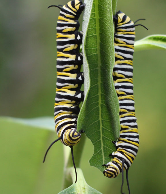 Monarch Caterpillars Eating