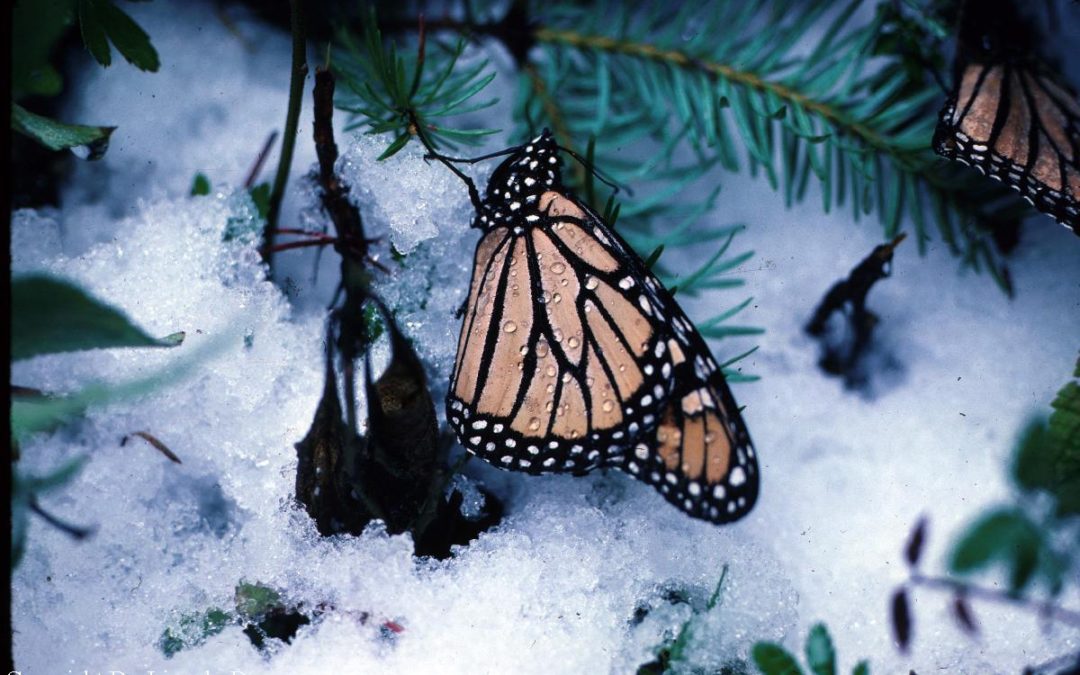 Monarch in winter