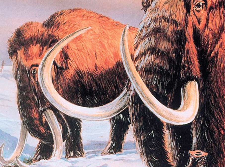 Woolly Mammoth