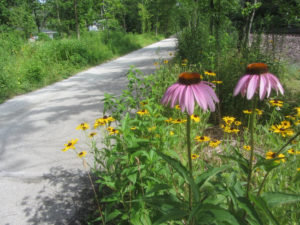 Two Flowers