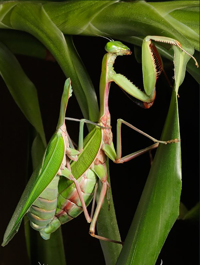 Praying Mantis