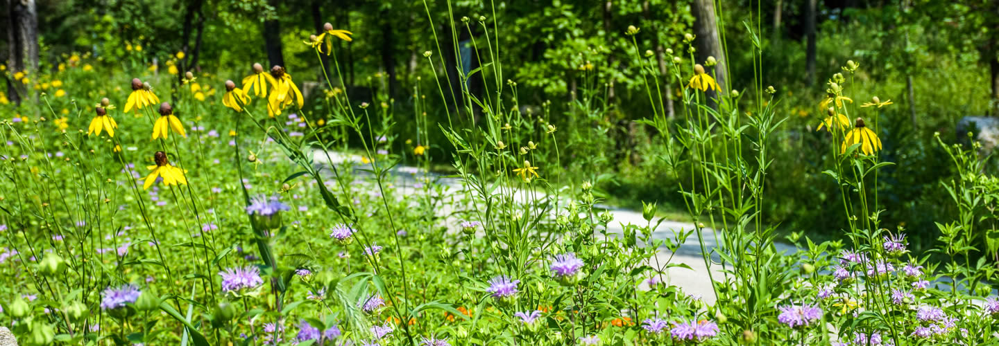 Trail_Experience_Flowers_1440x500