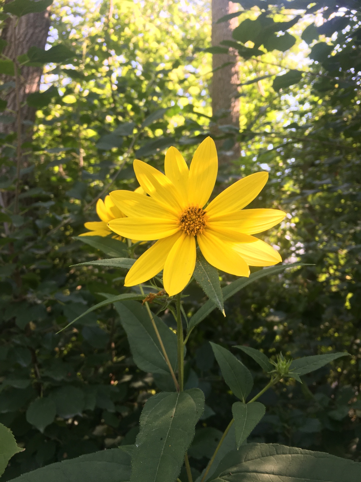 Yellow Beauty