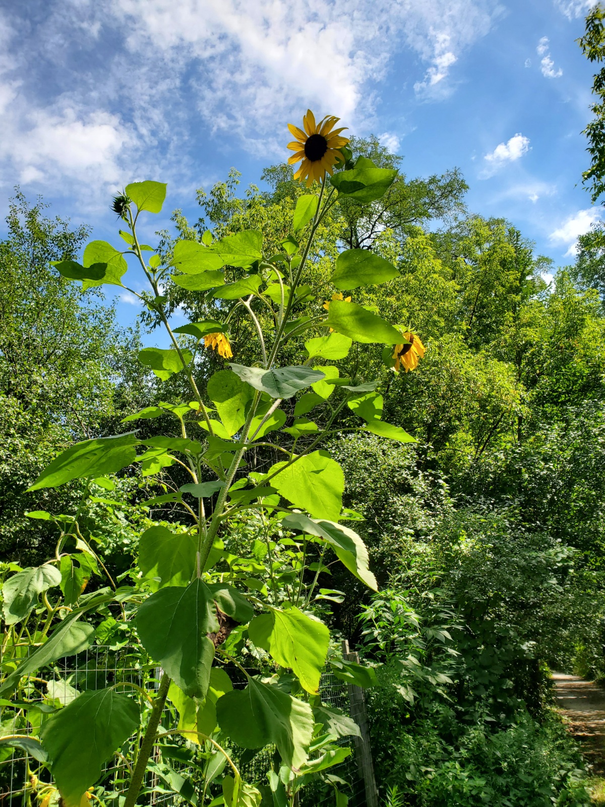 Sunflower