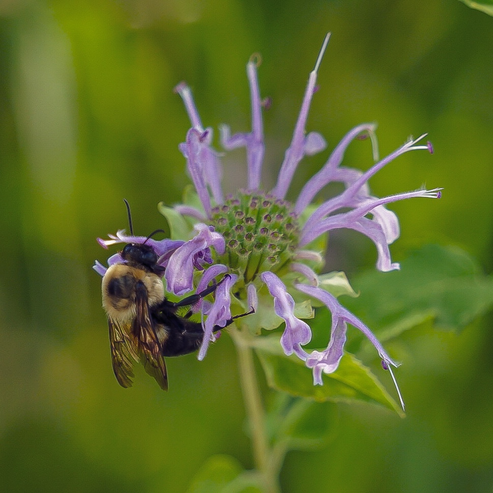 Happy Pollinator