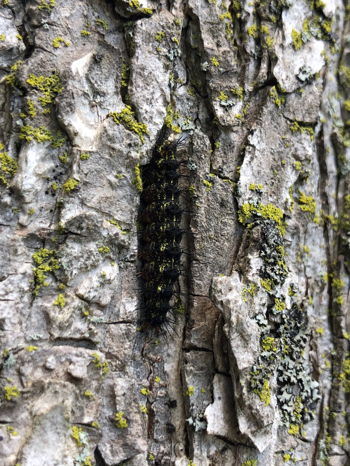 Caterpillar camouflage